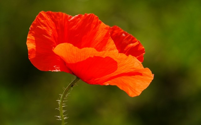 poppy-112328_1280