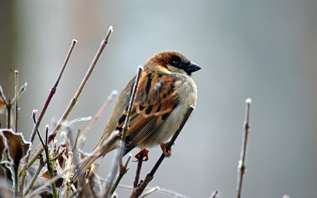 sparrow-50346_1280